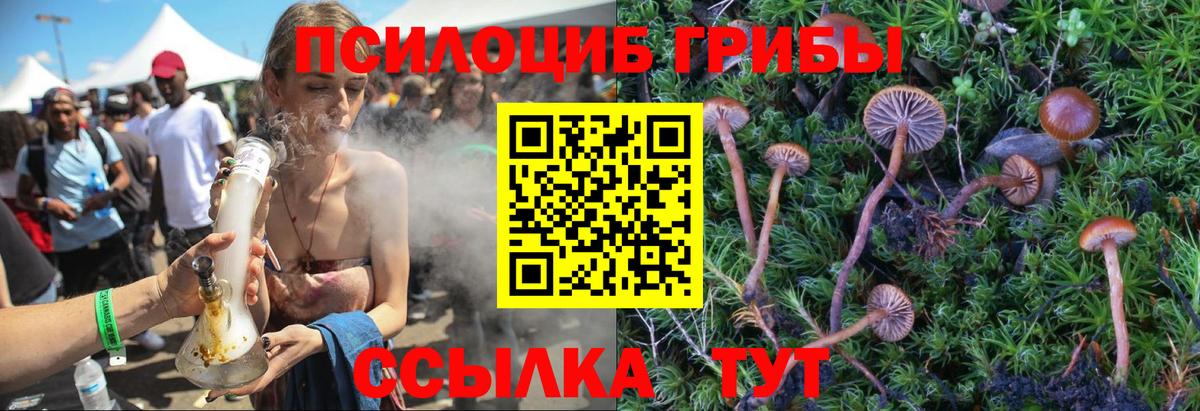 Псилоцибиновые грибы Psilocybe Соль-Илецк